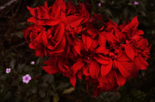 免费 红色的花瓣花特写摄影 素材图片