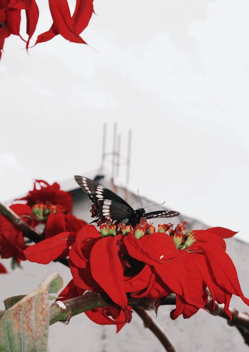 Bezpłatne Motyl Na Czerwonych Kwiatach Zdjęcie z galerii
