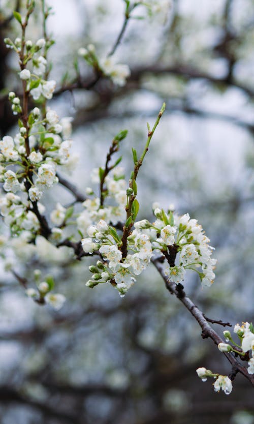 Foto d'estoc gratuïta de a l'aire lliure, Apple, arbre