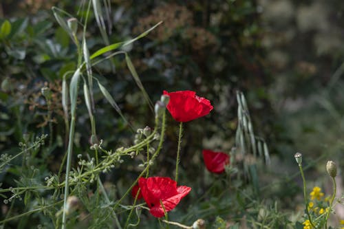 Red poppies in the garden