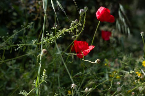 Red poppies in the wild