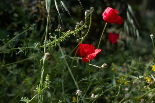 Free Close-up of vibrant red poppies in a natural outdoor setting, highlighting their beauty and simplicity. Stock Photo