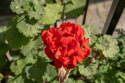 A red flower in a garden with green leaves