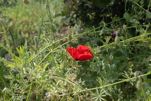 Darmowe zdjęcie z galerii z czerwony, krzewy, kwiat