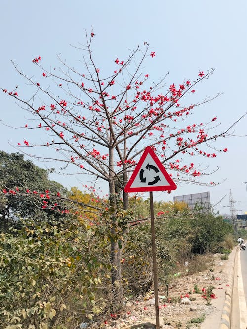 Red Flowers on Leafless Tree by Road