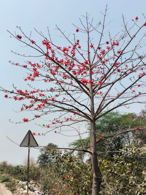 Rest of Red Flowers on Tree