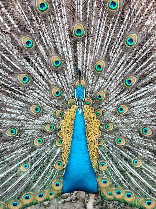 Foto profissional grátis de ave, beleza natural, cauda