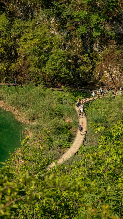 Foto stok gratis berjalan, gang, hutan