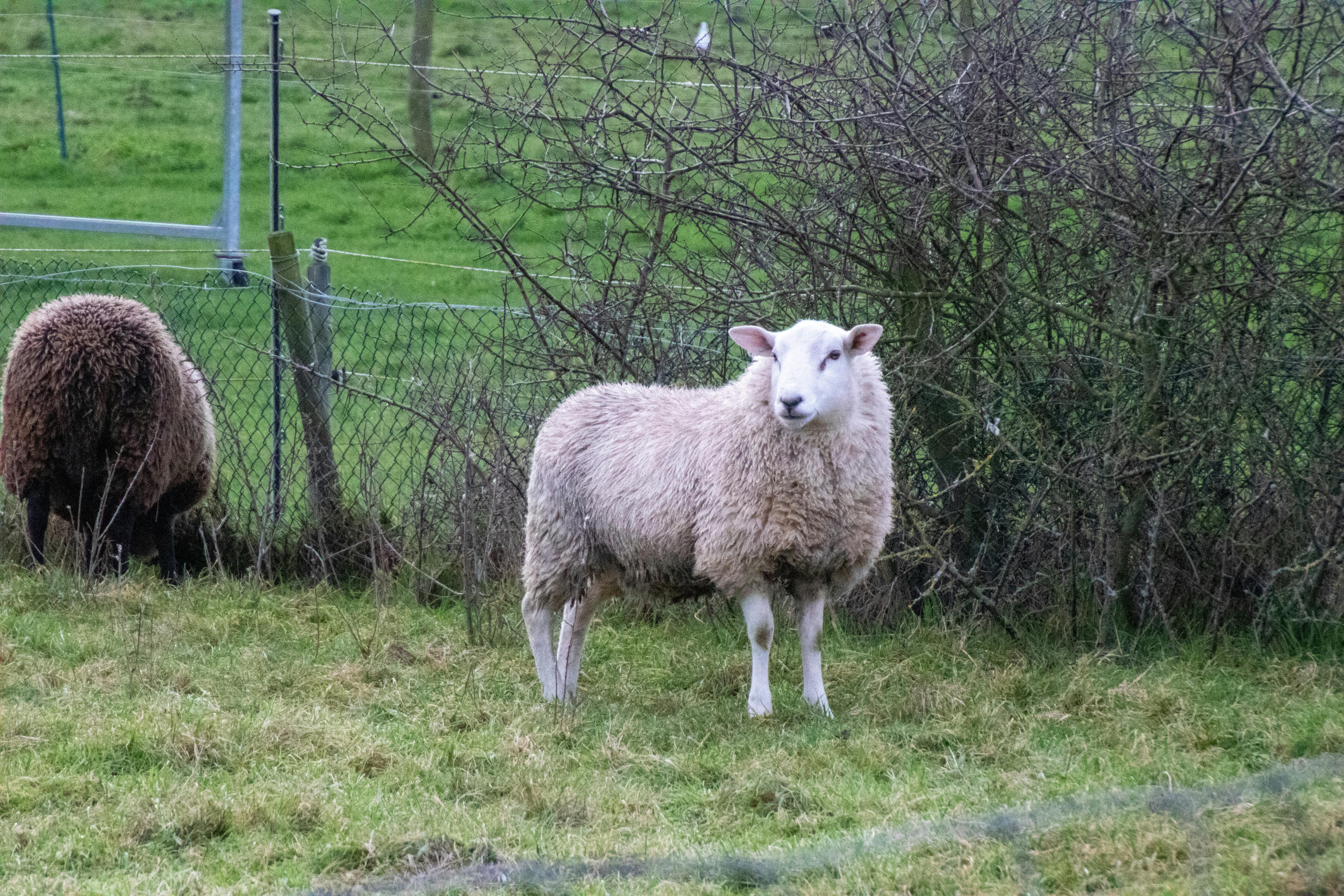 A serene view of sheep grazing in a rural field in Malden, Netherlands.