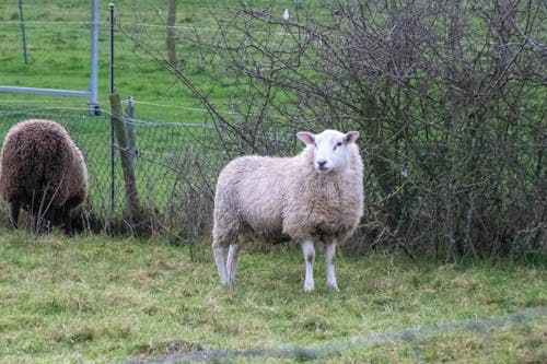 Kostenloses Stock Foto zu außerorts, bauernhof, feld