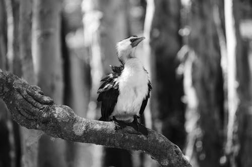 Black and white photo of a bird sitting on a branch