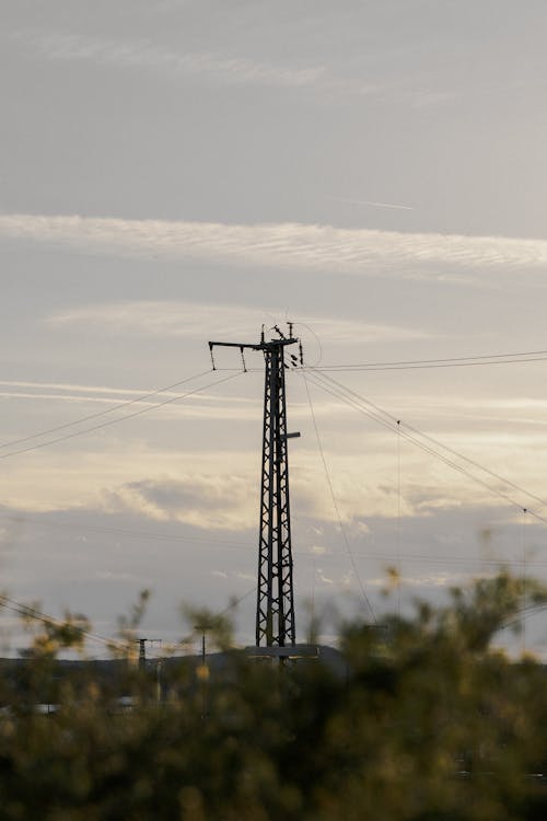 Foto d'estoc gratuïta de arbres, cables, capvespre