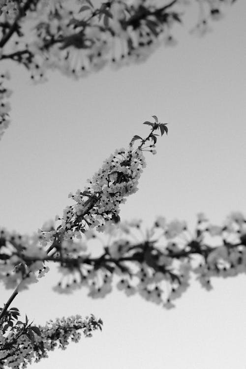 Black and White Close-up Photo of Branches of a Flowering Tree