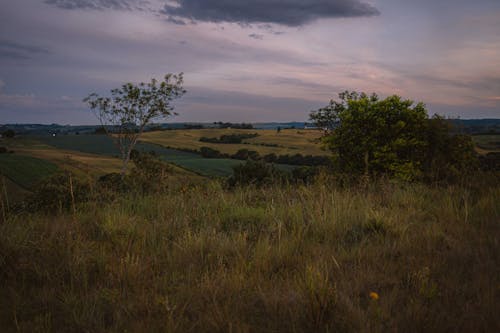 Hilly Meadow and Fields at Dawn