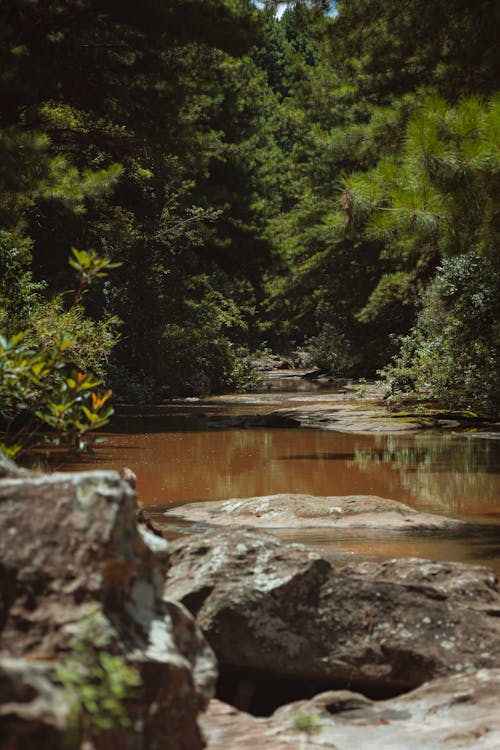 垂直拍攝, 寧靜, 森林 的 免費圖庫相片