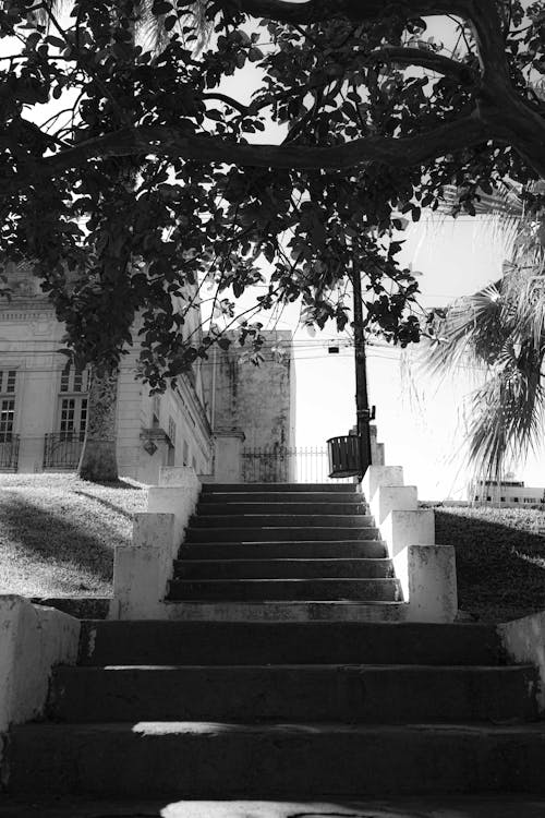 Fotos de stock gratuitas de árbol, blanco y negro, ciudad