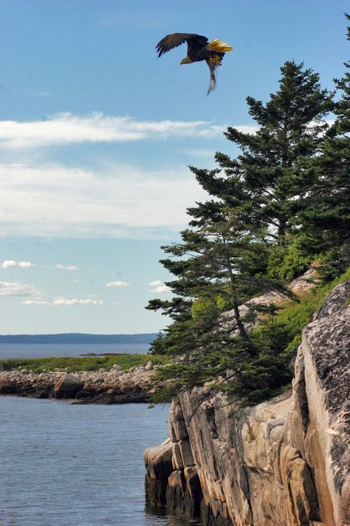 Free Majestic bald eagle flying over scenic cliffs and ocean at Peggys Cove, showcasing nature's beauty. Stock Photo