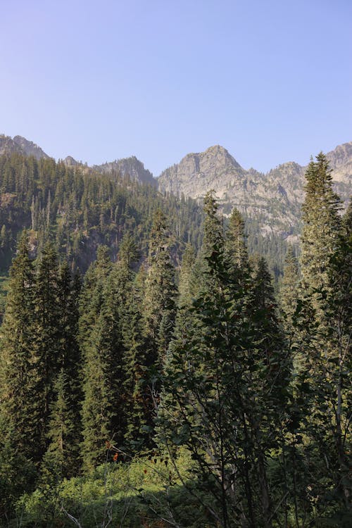 Darmowe zdjęcie z galerii z góry, krajobraz, las
