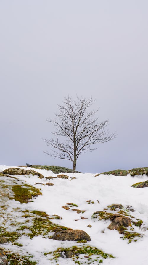 A Tree on a Hill in Winter