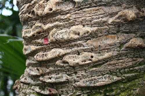 Foto stok gratis alam, batang pohon, detail