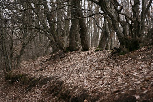 Foto profissional grátis de árvore, bétula, caminhada