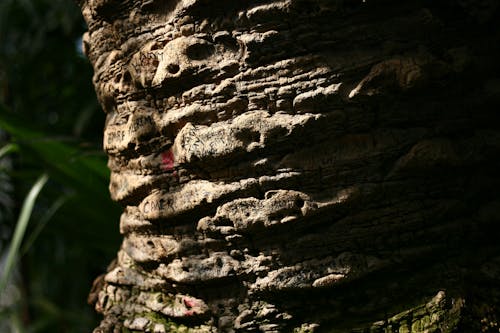 adlar, ağaç gövdesi, avuç içi içeren Ücretsiz stok fotoğraf