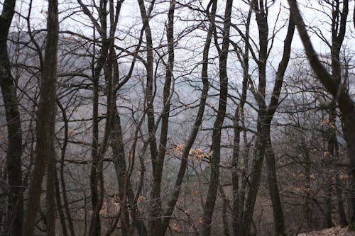 ağaç kabuğu, ağaçlar, dağlar içeren Ücretsiz stok fotoğraf