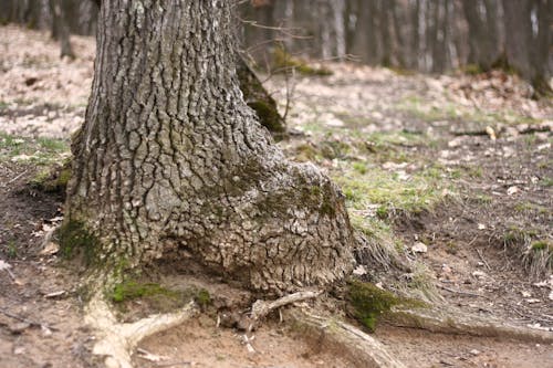 Foto profissional grátis de árvore, carvalho, casca