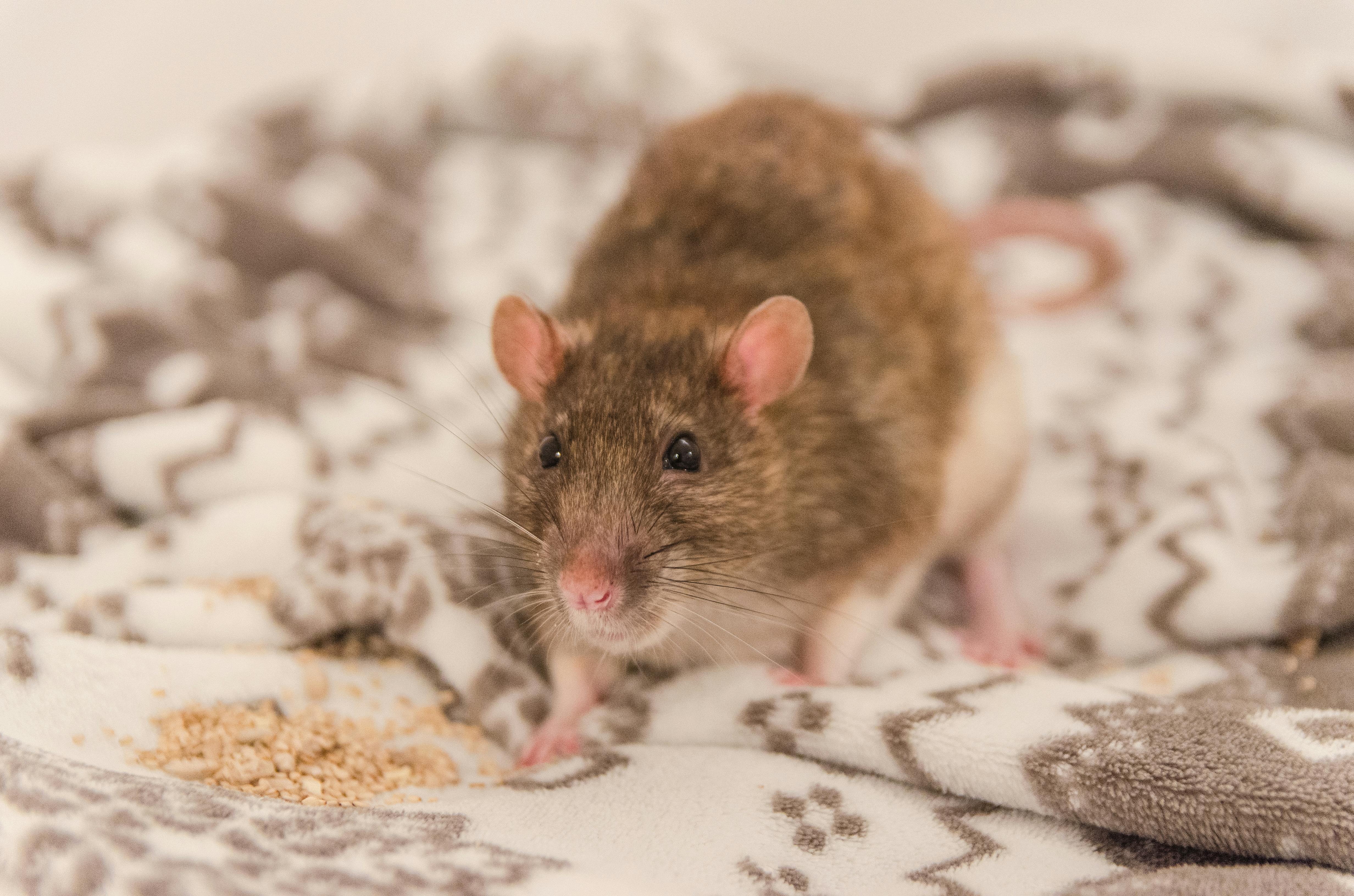 アニマルラバー かわいい動物 ネズミの無料の写真素材