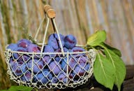 将新鲜成熟的李子放在带有叶子的铁丝篮中，置于自然背景下