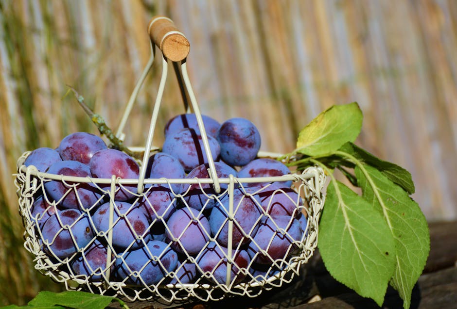 Farmer's Dog vs Ollie: Daily Cost Showdown Close-up of fresh, ripe plums in a wire basket with leaves, against a natural background.