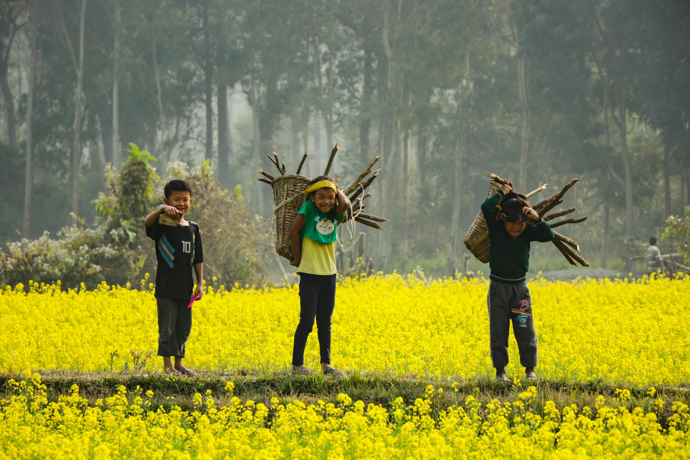 Mustard Oil Fields Photo by Drift Shutterbug from Pexels: https://www.pexels.com/photo/three-boy-s-standing-holding-branches-2095948/