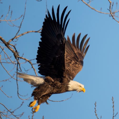 A bald eagle flying through the air with its wings spread