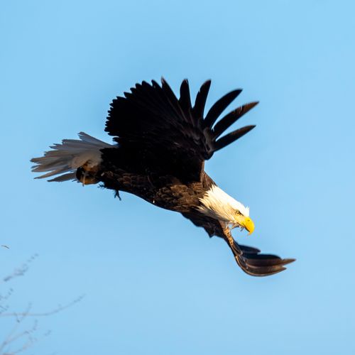 Free Majestic bald eagle diving mid-air at Reads Landing, Minnesota. Stock Photo