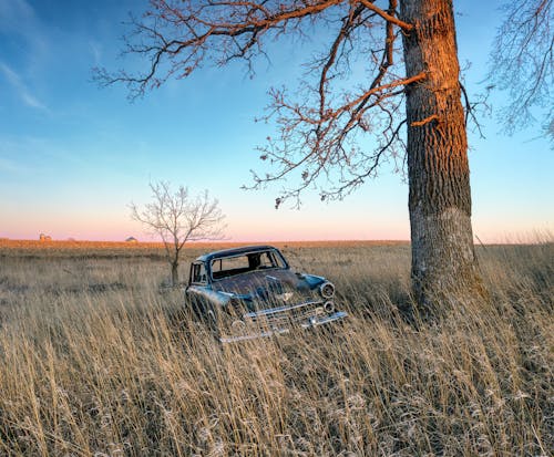 A car is parked in a field with a tree
