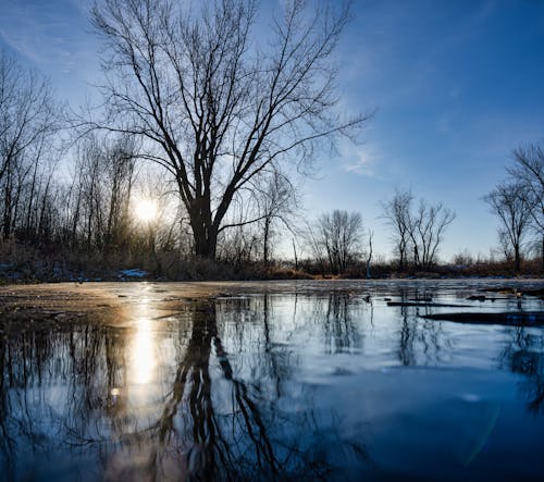 Imagine de stoc gratuită din arbori, format pătrat, lac