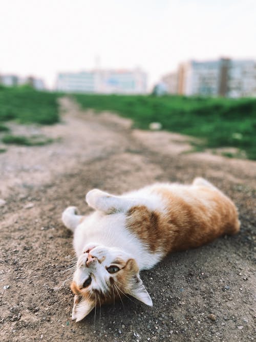 A cat laying on its back in the dirt