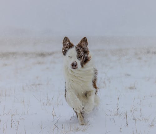 Foto stok gratis anjing, berbulu, berlari