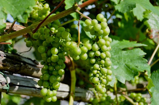 Green Grapes