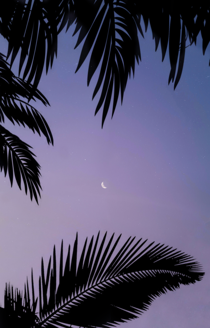 A peaceful scene with a crescent moon framed by palm leaves in a tropical evening sky.