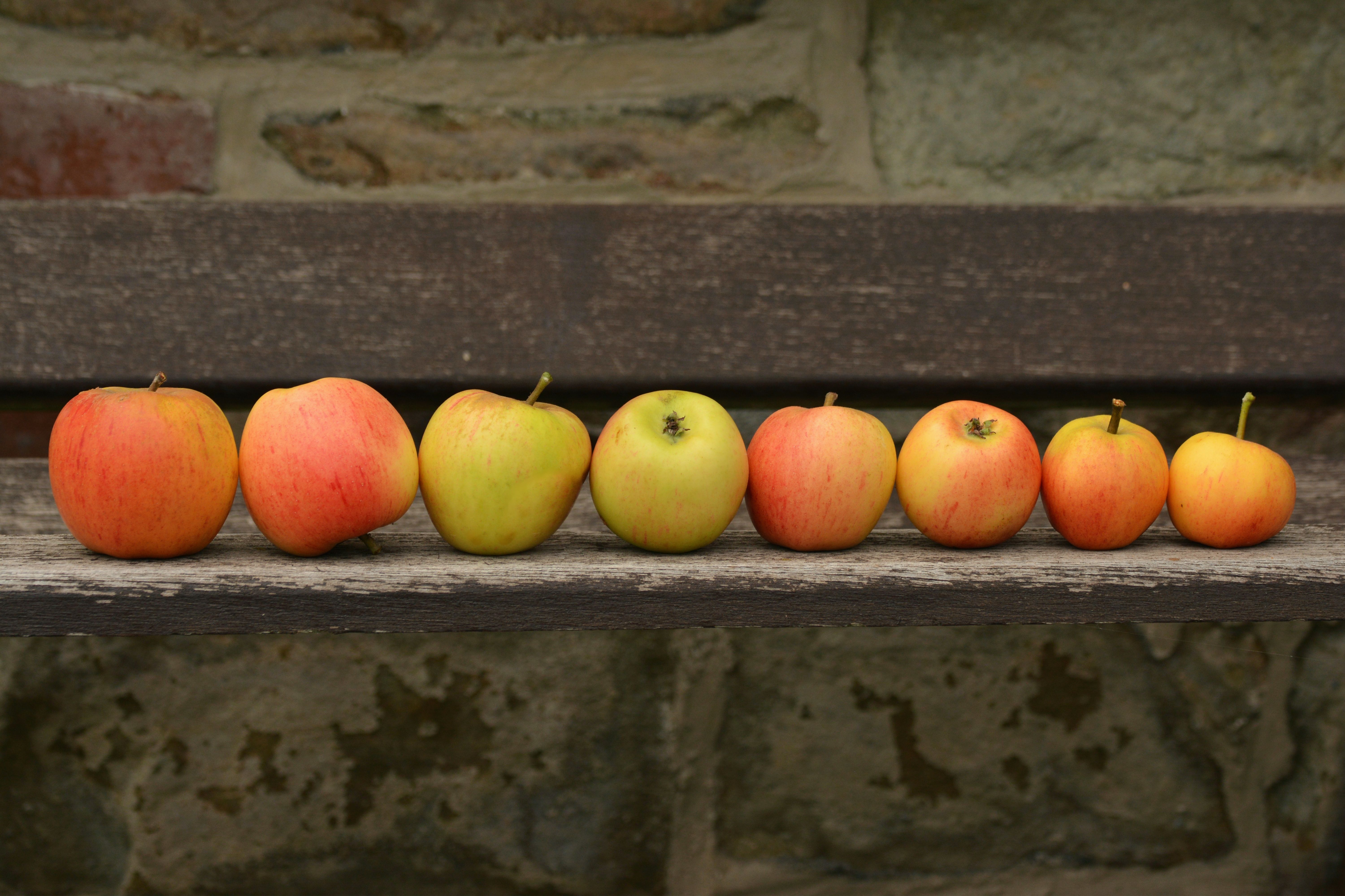 Free stock photo of apple, circumference, diet