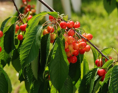 Cerejas Vermelhas