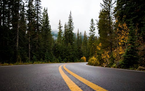 Route Grise Et Jaune Entre Forêt