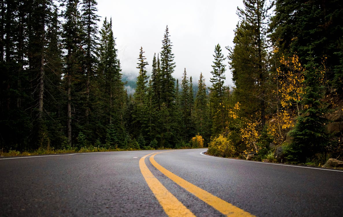 бесплатная Серая и желтая дорога между лесом Стоковое фото