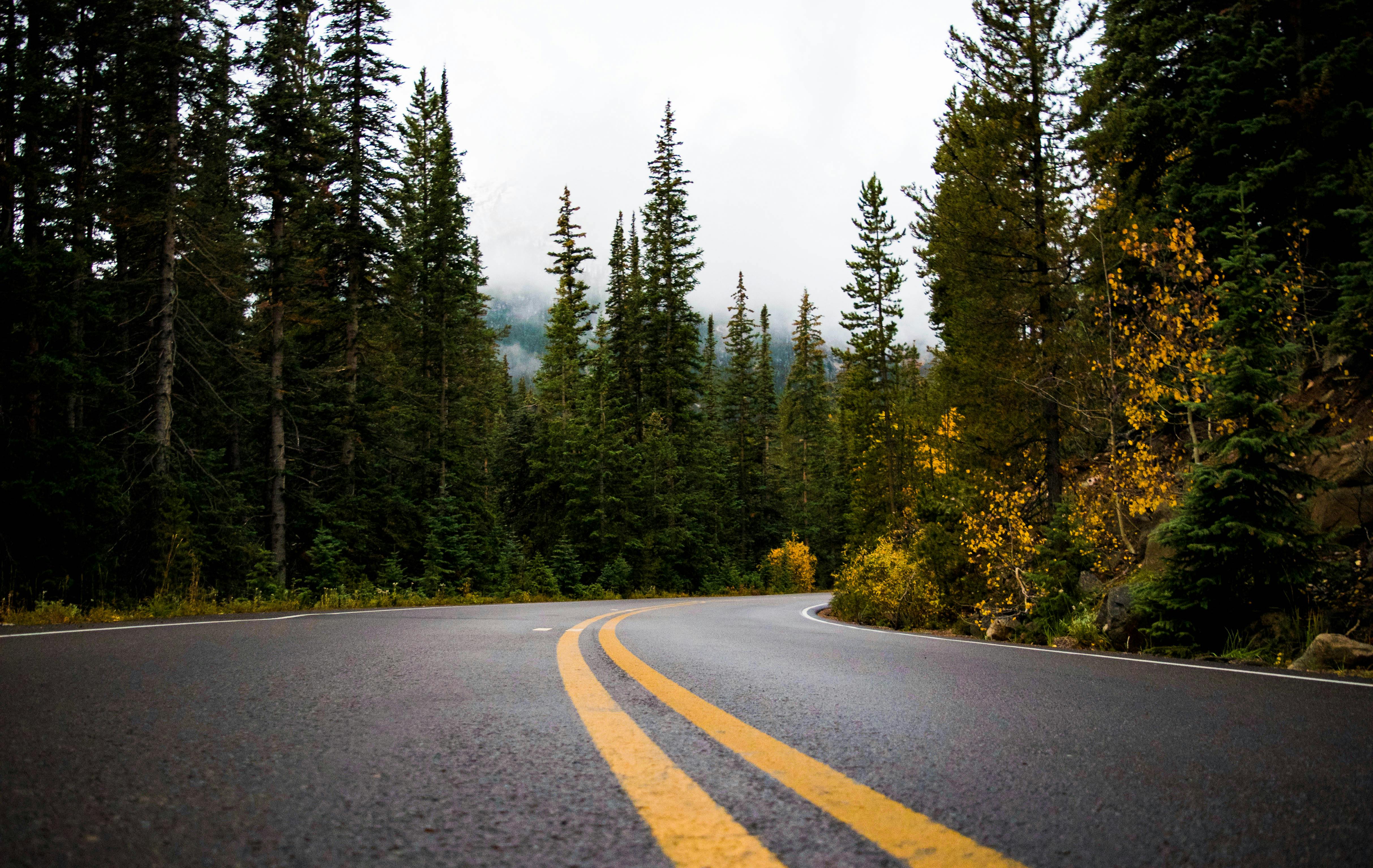 Gray And Yellow Road Between Forest Free Stock Photo