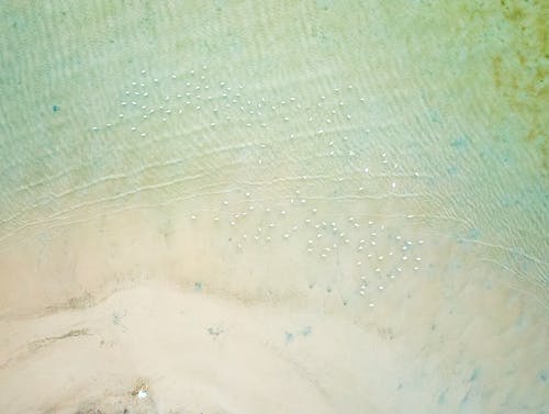 คลังภาพถ่ายฟรี ของ currumbin, จากข้างบน, ทะเล
