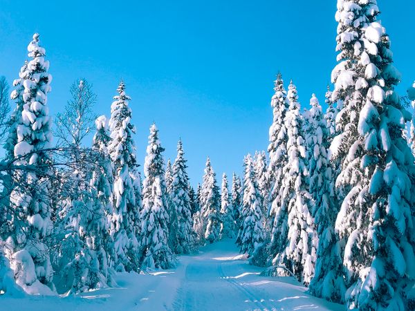 Snowshoe resort