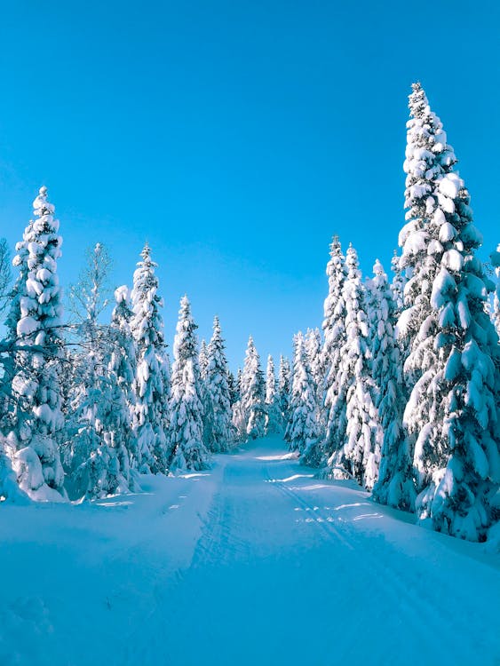 Trees Covered By Snow