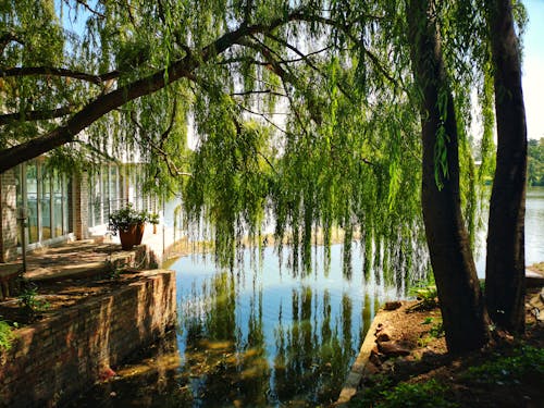 Calm Body Of Water Under Green Leaf Tree