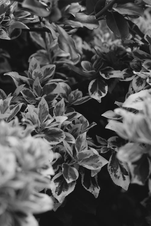 Leaves of Plants in Garden